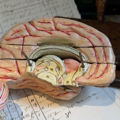 Brain - Anatomical model by Dr Auzoux - Papier-mâché model - 1874