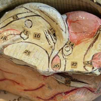 Brain - Anatomical model by Dr Auzoux - Papier-mâché model - 1874