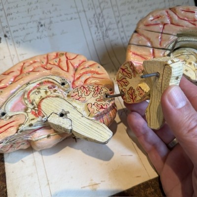 Brain - Anatomical model by Dr Auzoux - Papier-mâché model - 1874