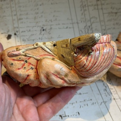Dr Auzoux - Modèle anatomique du cerveau - Papier-mâché - 1874