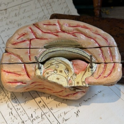Dr Auzoux - Modèle anatomique du cerveau - Papier-mâché - 1874