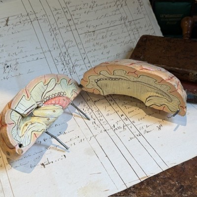 Dr Auzoux - Modèle anatomique du cerveau - Papier-mâché - 1874