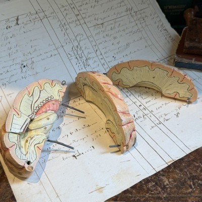 Brain - Anatomical model by Dr Auzoux - Papier-mâché model - 1874