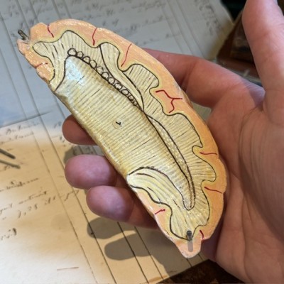 Dr Auzoux - Modèle anatomique du cerveau - Papier-mâché - 1874