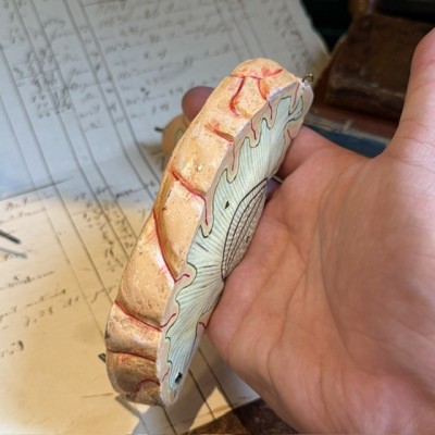 Dr Auzoux - Modèle anatomique du cerveau - Papier-mâché - 1874