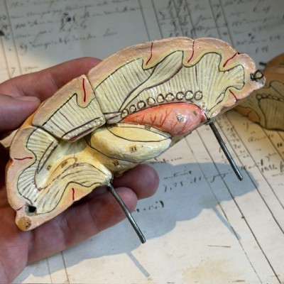 Brain - Anatomical model by Dr Auzoux - Papier-mâché model - 1874