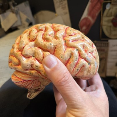 Brain - Anatomical model by Dr Auzoux - Papier-mâché model - 1874