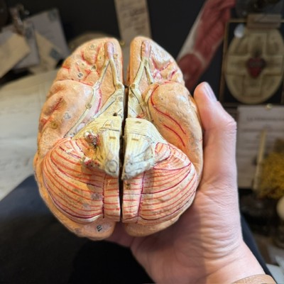 Dr Auzoux - Modèle anatomique du cerveau - Papier-mâché - 1874
