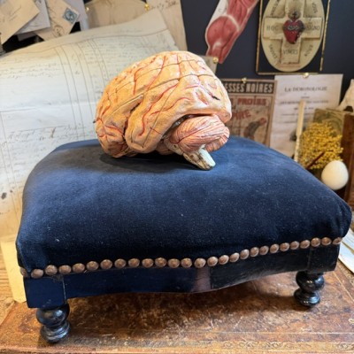 Dr Auzoux - Modèle anatomique du cerveau - Papier-mâché - 1874