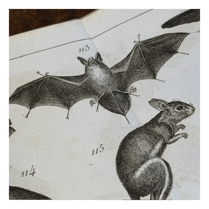 Manual of the Naturalist - Treaty of Embalmings by BOITARD - 1852