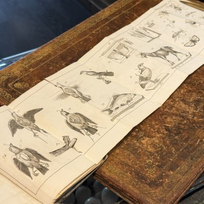 Manual of the Naturalist - Treaty of Embalmings by BOITARD - 1852