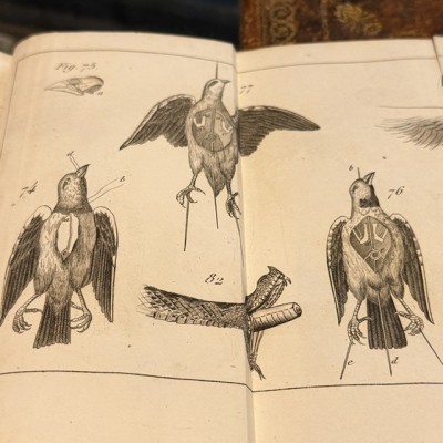 Manuel du Naturaliste - Traité des Embaumements - BOITARD - 1852