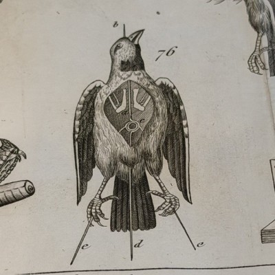 Manual of the Naturalist - Treaty of Embalmings by BOITARD - 1852