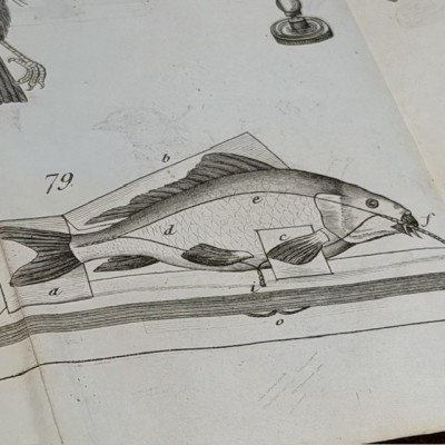 Manuel du Naturaliste - Traité des Embaumements - BOITARD - 1852