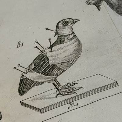 Manual of the Naturalist - Treaty of Embalmings by BOITARD - 1852