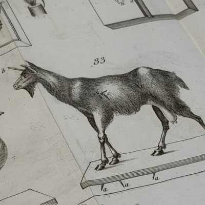 Manual of the Naturalist - Treaty of Embalmings by BOITARD - 1852