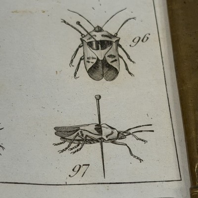 Manual of the Naturalist - Treaty of Embalmings by BOITARD - 1852