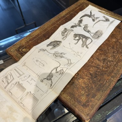 Manual of the Naturalist - Treaty of Embalmings by BOITARD - 1852