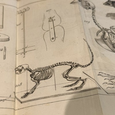 Manuel du Naturaliste - Traité des Embaumements - BOITARD - 1852