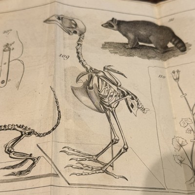 Manual of the Naturalist - Treaty of Embalmings by BOITARD - 1852