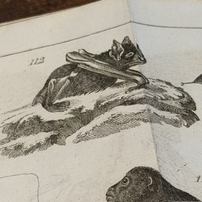 Manuel du Naturaliste - Traité des Embaumements - BOITARD - 1852