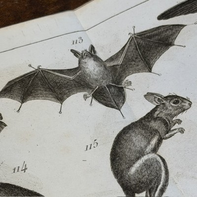 Manual of the Naturalist - Treaty of Embalmings by BOITARD - 1852