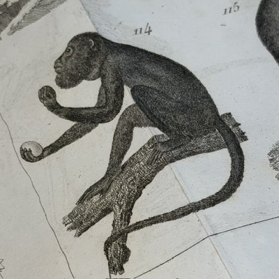 Manuel du Naturaliste - Traité des Embaumements - BOITARD - 1852