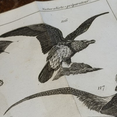 Manuel du Naturaliste - Traité des Embaumements - BOITARD - 1852