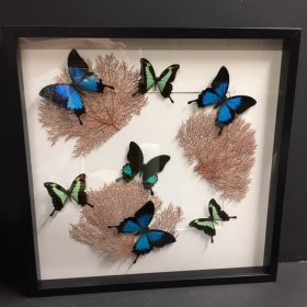 Butterflies and red gorgons Frame