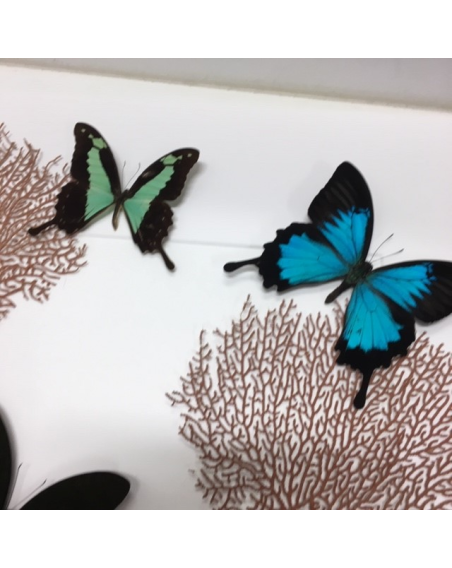 Cadre entomologique : composition Papilions et gorgones