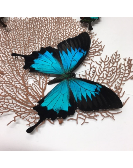 Cadre entomologique : composition Papilions et gorgones