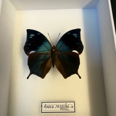 Boite entomologique - Papillon Anaea xenocles