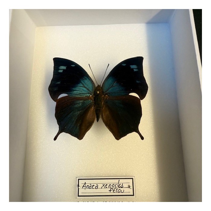 Entomological box - Anaea xenocles Butterfly