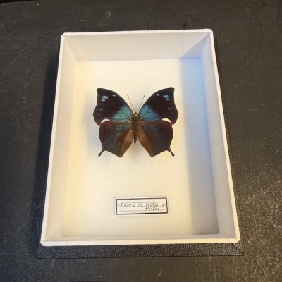 Entomological box - Anaea xenocles Butterfly