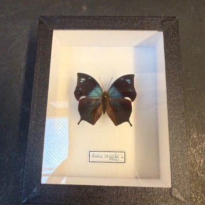 Entomological box - Anaea xenocles Butterfly