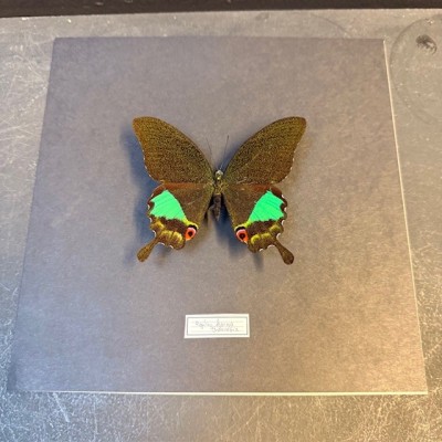 Entomologic Frame - Papilio Karna butterfly