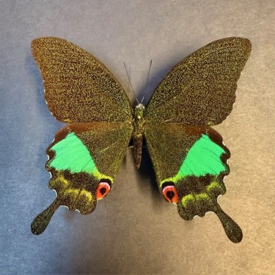 Entomologic Frame - Papilio Karna butterfly