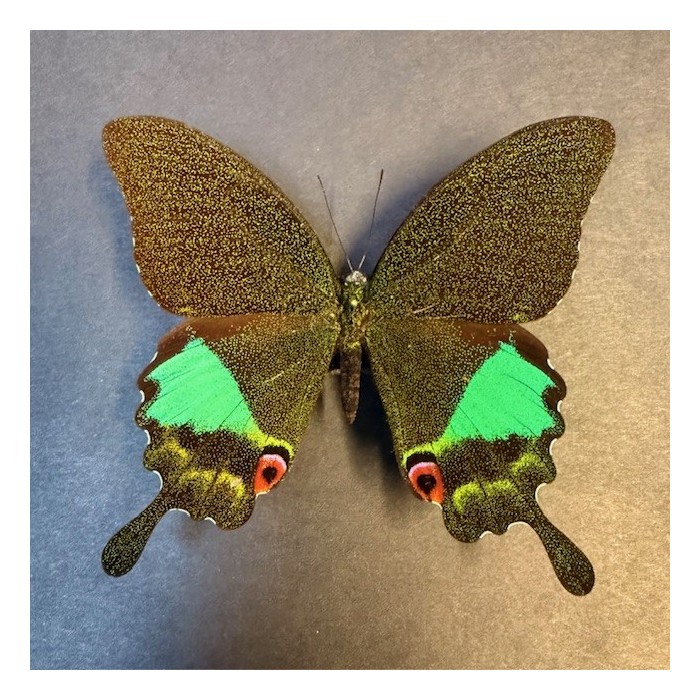 Entomologic Frame - Papilio Karna butterfly