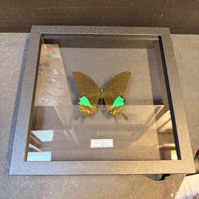 Entomologic Frame - Papilio Karna butterfly