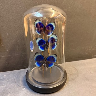 Cloche à 3 papillons - Asterope Leprieuri