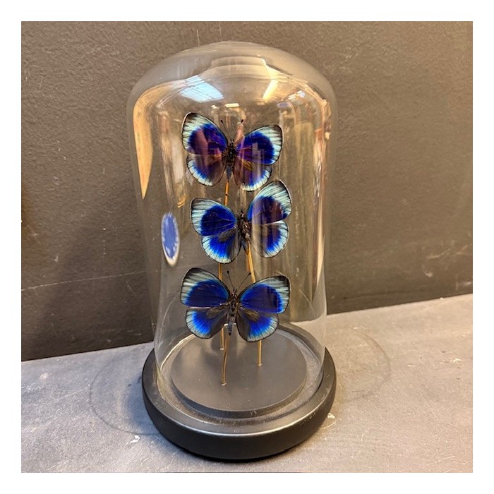 Cloche à 3 papillons - Asterope Leprieuri