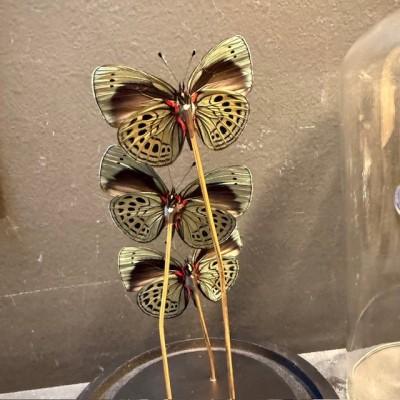 Asterope Leprieuri butterflies - Butterfly bell