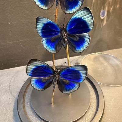 Asterope Leprieuri butterflies - Butterfly bell