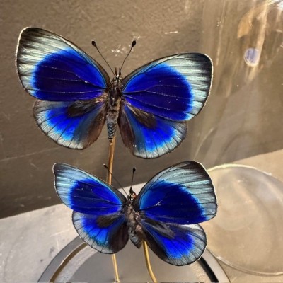 Cloche à 3 papillons - Asterope Leprieuri