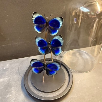 Asterope Leprieuri butterflies - Butterfly bell
