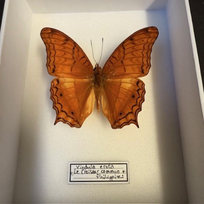 Entomological box - Butterfly Vindula erota - Common cruiser