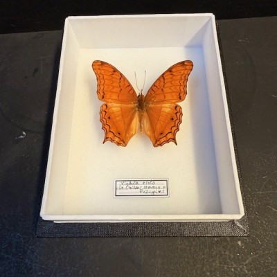 Entomological box - Butterfly Vindula erota - Common cruiser