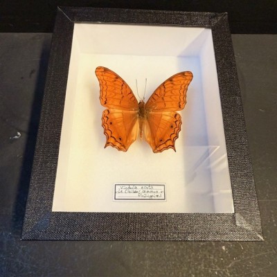Papillon Vindula erota - Croiseur commun - Boite entomologique