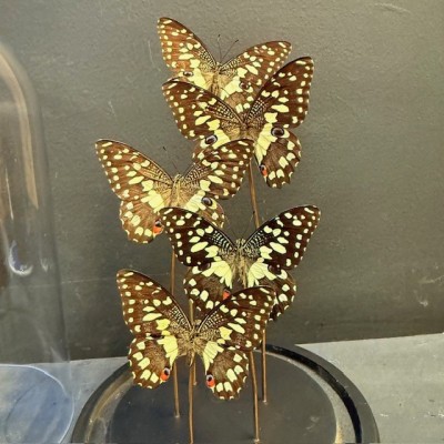 Envolée de 5 papillons Voilier échiquier-Papilio Demoleus sous cloche