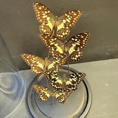 Flight of butterflies: 5 Swallowtail butterfly under glass dome